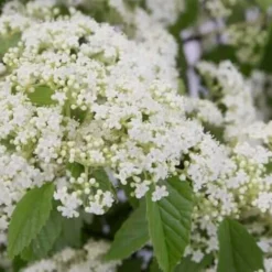 Snow Joey Viburnum - 2 Gallon Pot 11 Snow Joey Viburnum - 2 Gallon Pot -Green Garden Outdoor Shop Viburnum Snow Joey 2 1
