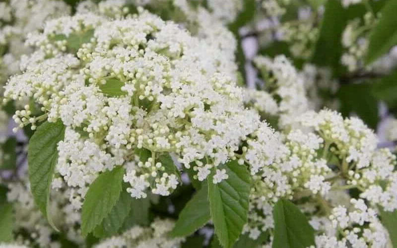 Snow Joey Viburnum - 2 Gallon Pot 6 Snow Joey Viburnum - 2 Gallon Pot - Image 6