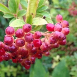 Snow Joey Viburnum - 3 Gallon Pot 9 Snow Joey Viburnum - 3 Gallon Pot -Green Garden Outdoor Shop Viburnum Snow Joey 3