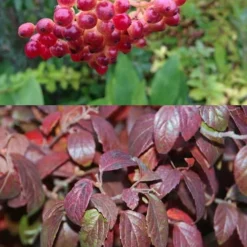 Snow Joey Viburnum - 3 Gallon Pot 10 Snow Joey Viburnum - 3 Gallon Pot -Green Garden Outdoor Shop Viburnum Snow Joey 5