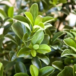 Sugar Cookie Sweet Viburnum - 3 Gallon Pot -Green Garden Outdoor Shop Viburnum Sugar Cookie 2