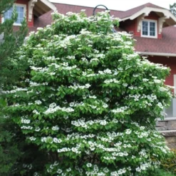 Summer Snowflake Viburnum - 3 Gallon Pot 12 Summer Snowflake Viburnum - 3 Gallon Pot -Green Garden Outdoor Shop Viburnum Summer Snowflake 20 2