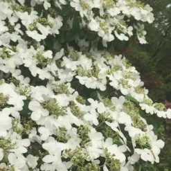Summer Snowflake Viburnum - 6 Pack Of 1 Gallon Pots
