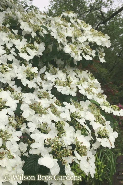 Summer Snowflake Viburnum - 6 Pack Of 1 Gallon Pots 1 Summer Snowflake Viburnum - 6 Pack Of 1 Gallon Pots
