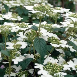 Summer Snowflake Viburnum - 3 Gallon Pot 17 Summer Snowflake Viburnum - 3 Gallon Pot -Green Garden Outdoor Shop Viburnum Summer Snowflake 3 1