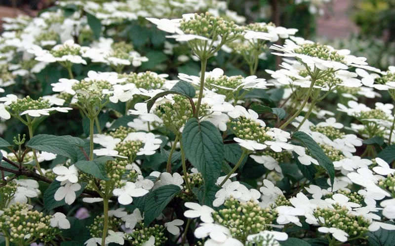 Summer Snowflake Viburnum - 6 Pack Of 1 Gallon Pots 7 Summer Snowflake Viburnum - 6 Pack Of 1 Gallon Pots - Image 7