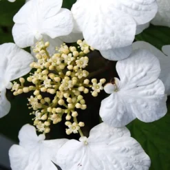 Summer Snowflake Viburnum - 3 Gallon Pot 14 Summer Snowflake Viburnum - 3 Gallon Pot -Green Garden Outdoor Shop Viburnum Summer Snowflake 30