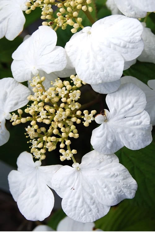 Summer Snowflake Viburnum - 3 Gallon Pot 6 Summer Snowflake Viburnum - 3 Gallon Pot - Image 6