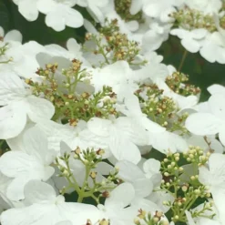 Summer Snowflake Viburnum - 6 Pack Of 1 Gallon Pots 12 Summer Snowflake Viburnum - 6 Pack Of 1 Gallon Pots -Green Garden Outdoor Shop Viburnum Summer Snowflake 31