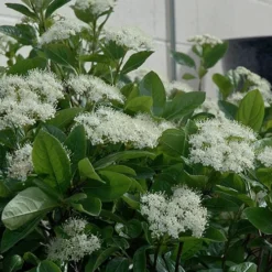 Winterthur Viburnum - 1 Gallon Pot -Green Garden Outdoor Shop Viburnum Winterthur 11