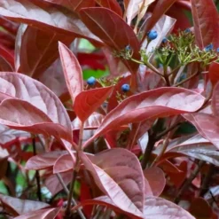 Winterthur Viburnum - 1 Gallon Pot -Green Garden Outdoor Shop Viburnum Winterthur 4