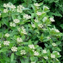 Winterthur Viburnum - 3 Gallon Pot -Green Garden Outdoor Shop Viburnum Winterthur 7 1