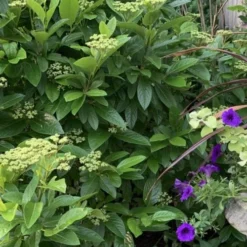 Winterthur Viburnum - 3 Gallon Pot -Green Garden Outdoor Shop Viburnum Winterthur 9 1