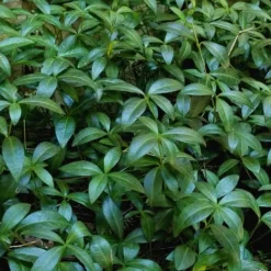 White Evergreen Periwinkle (Vinca Minor 'Alba') - 5 Pack Of Pint Pots -Green Garden Outdoor Shop Vinca Minor 11