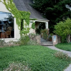 White Evergreen Periwinkle (Vinca Minor 'Alba') - 5 Pack Of Pint Pots -Green Garden Outdoor Shop Vinca Minor 14