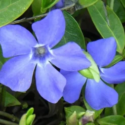 Evergreen Periwinkle - Vinca Minor - 18 Count Flat Of Pint Pots