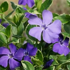 Ralph Shugert Variegated Periwinkle - Vinca Minor - 3 Pack Of Pint Pots -Green Garden Outdoor Shop Vinca Minor Ralph Shugert Closeup