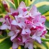 Marianni Variegated Pink Winter Daphne - 2 Gallon Pot