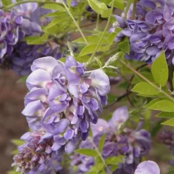 Amethyst Falls Wisteria Vine - 5 Gallon Pot -Green Garden Outdoor Shop Wisteria Amethyst Falls 50