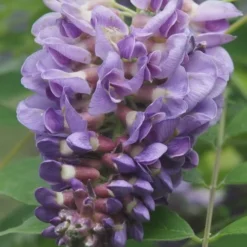 Amethyst Falls Wisteria Vine - 5 Gallon Pot
