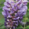 Amethyst Falls Wisteria Vine - 3 Gallon Pot