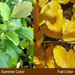 Little Prospect Golden American Witch Hazel (Hamamelis Virginiana) - 5 Gallon Pot -Green Garden Outdoor Shop Witch Hazel Common American 10