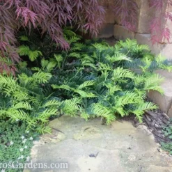 Creeping Japanese Plum Yew (Cephalotaxus Harringtonia 'Prostrata') - 3 Gallon Pot 12 Creeping Japanese Plum Yew (Cephalotaxus Harringtonia 'Prostrata') - 3 Gallon Pot -Green Garden Outdoor Shop Yew Creeping 2 50