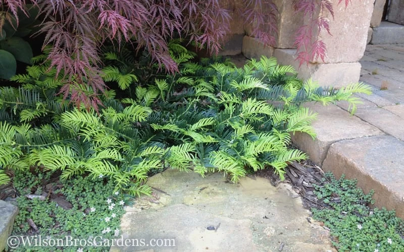 Creeping Japanese Plum Yew (Cephalotaxus Harringtonia 'Prostrata') - 3 Gallon Pot 5 Creeping Japanese Plum Yew (Cephalotaxus Harringtonia 'Prostrata') - 3 Gallon Pot - Image 5
