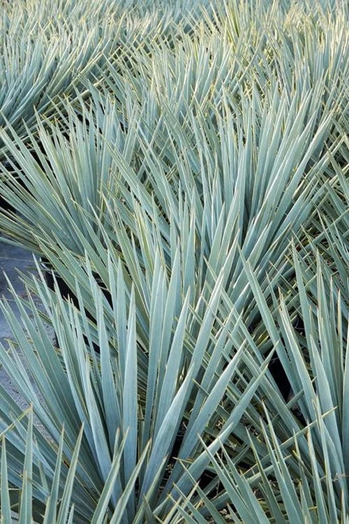 Blue Sentry Yucca - 1 Gallon Pot 6 Blue Sentry Yucca - 1 Gallon Pot - Image 6