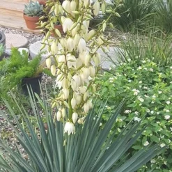 Blue Sentry Yucca - 1 Gallon Pot 10 Blue Sentry Yucca - 1 Gallon Pot -Green Garden Outdoor Shop Yucca Blue Sentry 3
