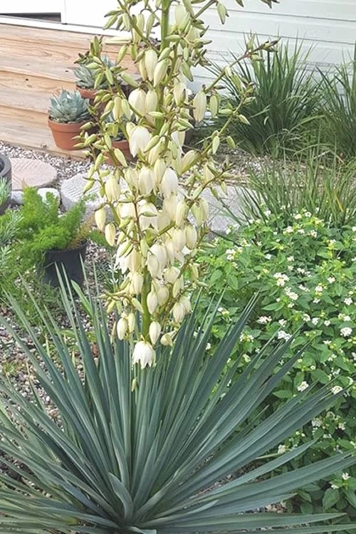 Blue Sentry Yucca - 1 Gallon Pot 5 Blue Sentry Yucca - 1 Gallon Pot - Image 5