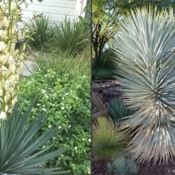 Blue Sentry Yucca - 1 Gallon Pot 9 Blue Sentry Yucca - 1 Gallon Pot -Green Garden Outdoor Shop Yucca Blue Sentry 4