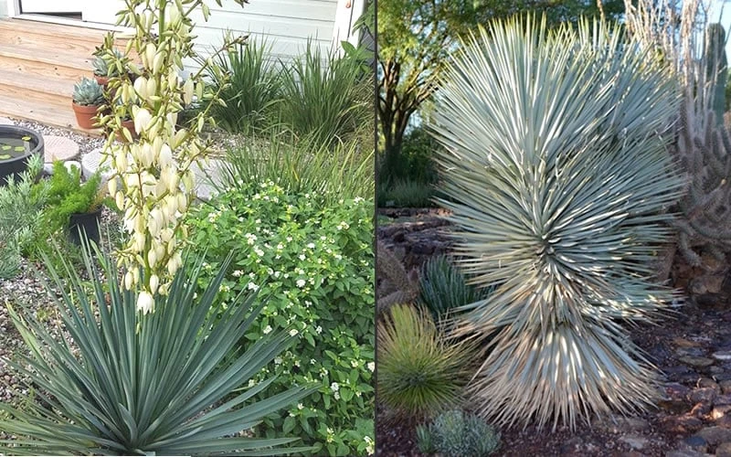 Blue Sentry Yucca - 1 Gallon Pot 4 Blue Sentry Yucca - 1 Gallon Pot - Image 4