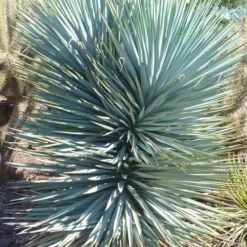 Blue Sentry Yucca - 3 Gallon Pot