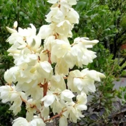 Silver Anniversary Yucca - 1 Gallon Pot 11 Silver Anniversary Yucca - 1 Gallon Pot -Green Garden Outdoor Shop Yucca Color Guard Flowers Closeup 3