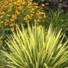 Color Guard Yucca - 3 Gallon Pot