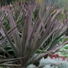 Magenta Magic Yucca - 1 Gallon Pot
