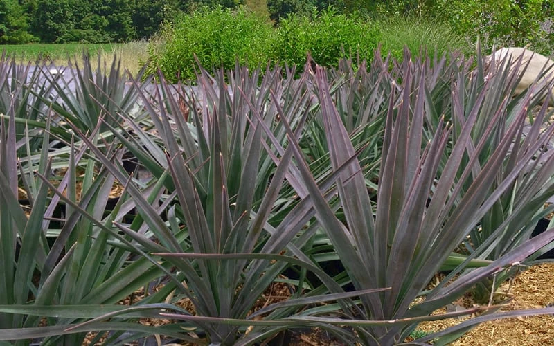 Magenta Magic Yucca - 1 Gallon Pot 4 Magenta Magic Yucca - 1 Gallon Pot - Image 4
