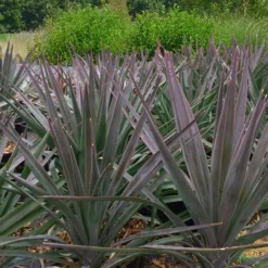 Magenta Magic Yucca - 3 Gallon Pot 7 Magenta Magic Yucca - 3 Gallon Pot -Green Garden Outdoor Shop Yucca Magenta Magic 2