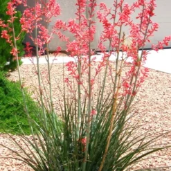 Red Yucca - 3 Gallon Pot 9 Red Yucca - 3 Gallon Pot -Green Garden Outdoor Shop Yucca Red 6