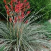 Red Yucca - 3 Gallon Pot