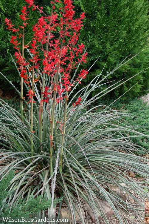 Red Yucca - 3 Gallon Pot 1 Red Yucca - 3 Gallon Pot