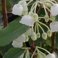 Woodlanders Blue Dusty Zenobia (Honeycup) - 3 Gallon Pot -Green Garden Outdoor Shop Zenobia Woodlanders Blue 10