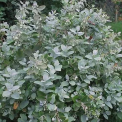 Woodlanders Blue Dusty Zenobia (Honeycup) - 3 Gallon Pot -Green Garden Outdoor Shop Zenobia Woodlanders Blue 20