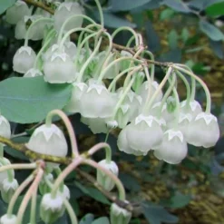 Woodlanders Blue Dusty Zenobia (Honeycup) - 3 Gallon Pot -Green Garden Outdoor Shop Zenobia Woodlanders Blue 7