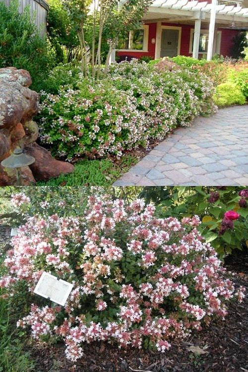 Little Richard Dwarf Abelia - 3 Gallon Pot 4 Little Richard Dwarf Abelia - 3 Gallon Pot - Image 4