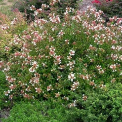 Little Richard Dwarf Abelia - 3 Gallon Pot 19 Little Richard Dwarf Abelia - 3 Gallon Pot -Green Garden Outdoor Shop abelia grandiflora little richard 3