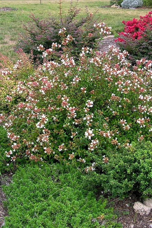 Little Richard Dwarf Abelia - 3 Gallon Pot 10 Little Richard Dwarf Abelia - 3 Gallon Pot - Image 10