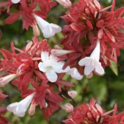 Little Richard Dwarf Abelia - 3 Gallon Pot 14 Little Richard Dwarf Abelia - 3 Gallon Pot -Green Garden Outdoor Shop abelia grandiflora little richard 6