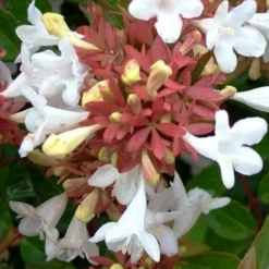 Little Richard Dwarf Abelia - 3 Gallon Pot 16 Little Richard Dwarf Abelia - 3 Gallon Pot -Green Garden Outdoor Shop abelia grandiflora little richard 7